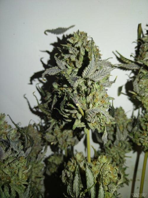 Ukhta. Fruit Gum. Week 26