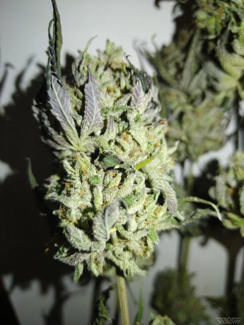 Ukhta. Fruit Gum. Week 26