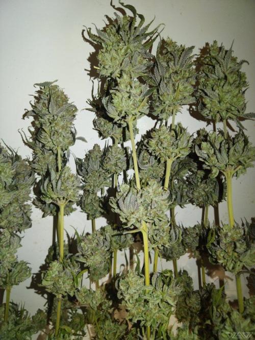 Ukhta. Fruit Gum. Week 26