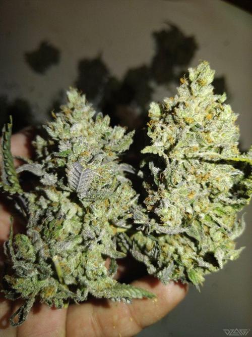 Ukhta. Fruit Gum. Week 26