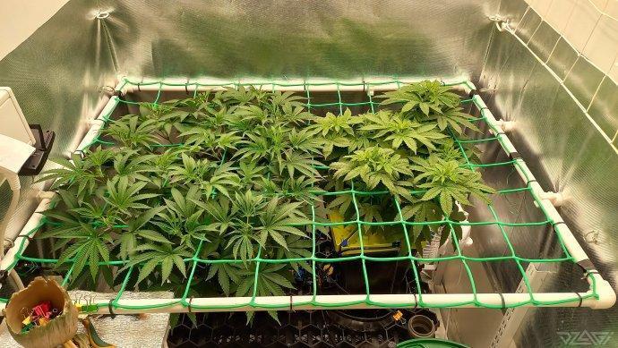 UKHTA. Fruit Gum. Week 7