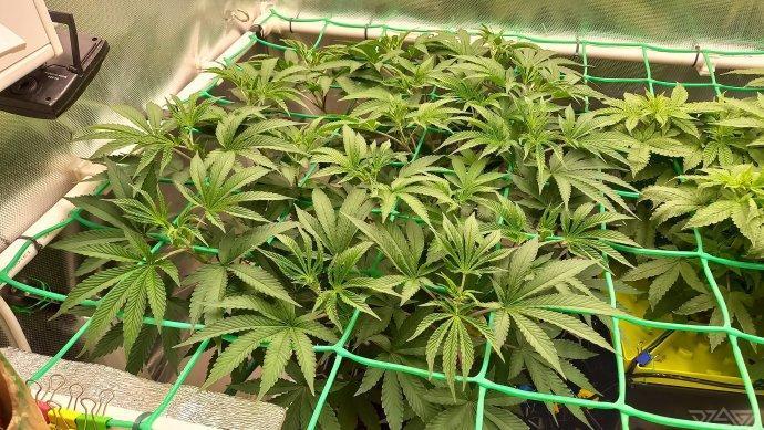 UKHTA. Fruit Gum. Week 7