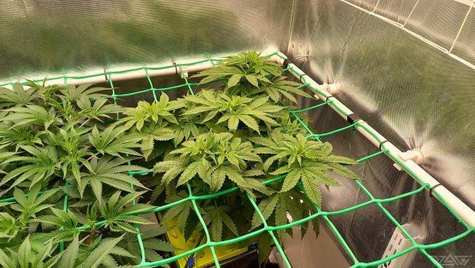 UKHTA. Fruit Gum. Week 7