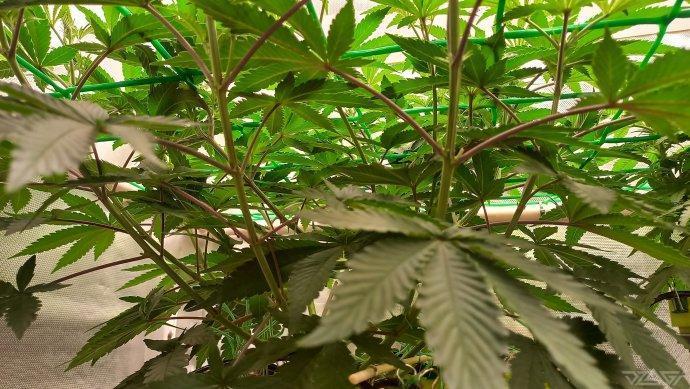 UKHTA. Fruit Gum. Week 7