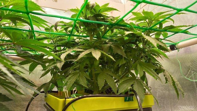 UKHTA. Fruit Gum. Week 7