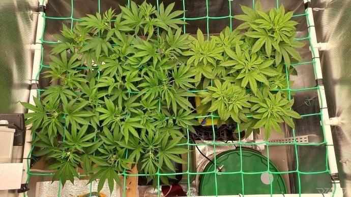 UKHTA. Fruit Gum. Week 7