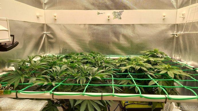 UKHTA. Fruit Gum. Week 7