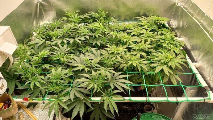 UKHTA. Fruit Gum. Week 8