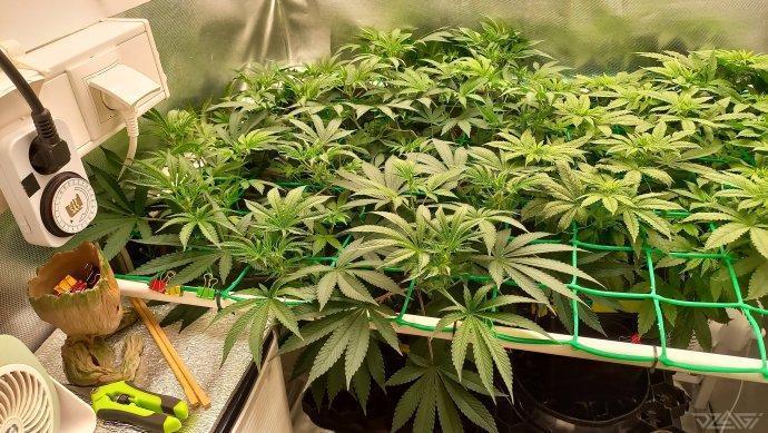 UKHTA. Fruit Gum. Week 8