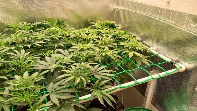 UKHTA. Fruit Gum. Week 8