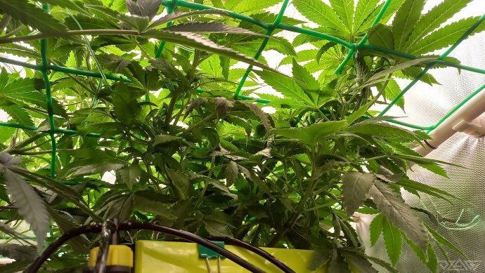 UKHTA. Fruit Gum. Week 8