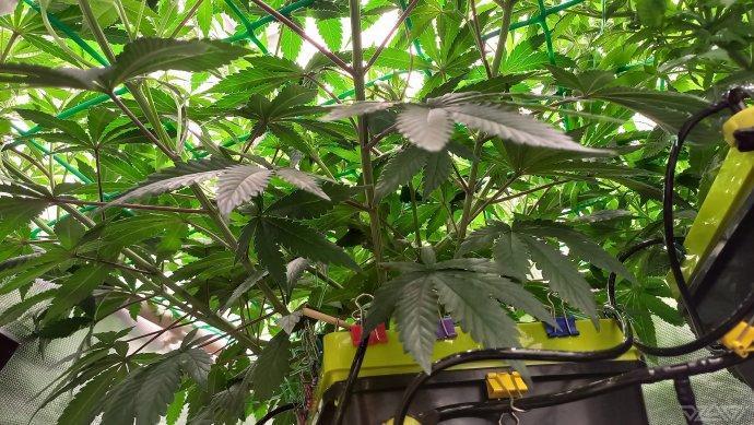 UKHTA. Fruit Gum. Week 8