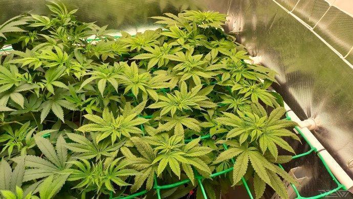 UKHTA. Fruit Gum. Week 8