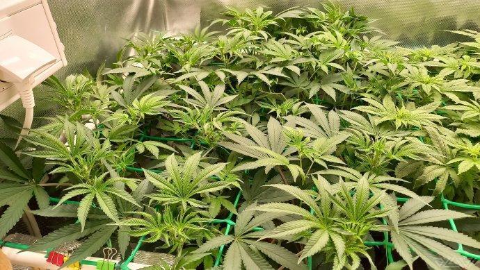 UKHTA. Fruit Gum. Week 8