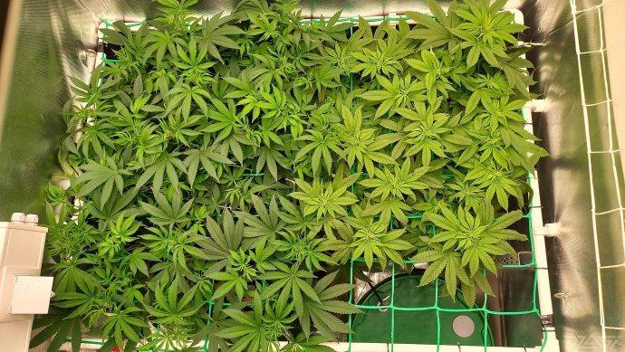 UKHTA. Fruit Gum. Week 8