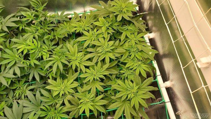 UKHTA. Fruit Gum. Week 8