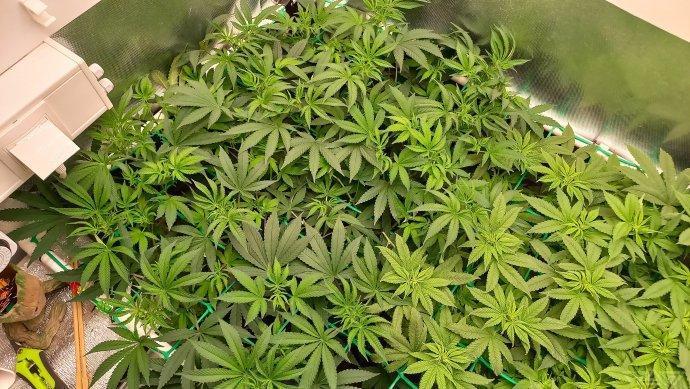 UKHTA. Fruit Gum. Week 8