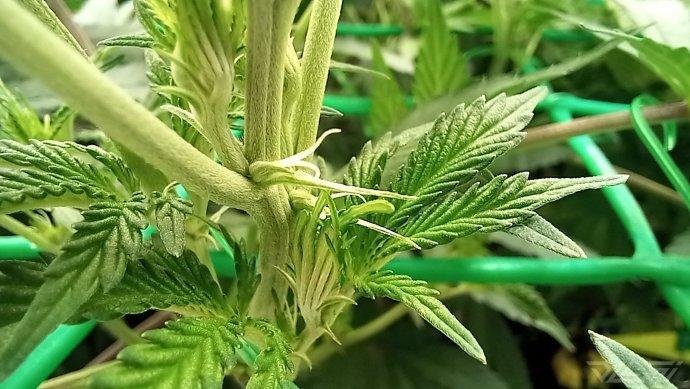 UKHTA. Fruit Gum. Week 8