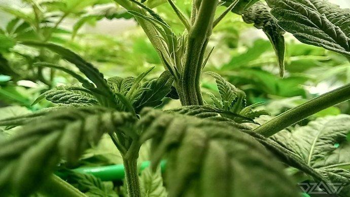 UKHTA. Fruit Gum. Week 8