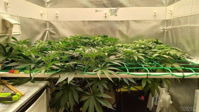 UKHTA. Fruit Gum. Week 8