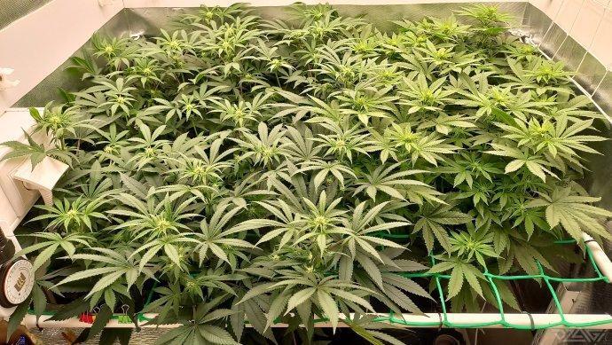 UKHTA. Fruit Gum. Week 9