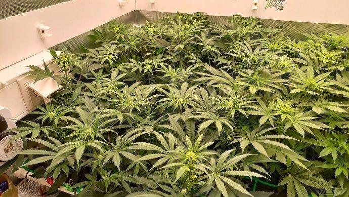 UKHTA. Fruit Gum. Week 9