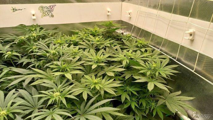 UKHTA. Fruit Gum. Week 9