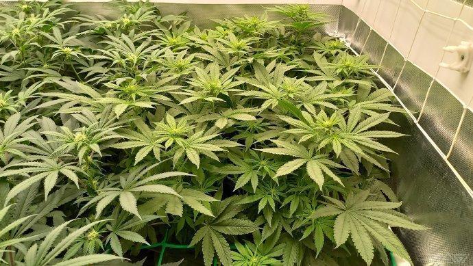 UKHTA. Fruit Gum. Week 9