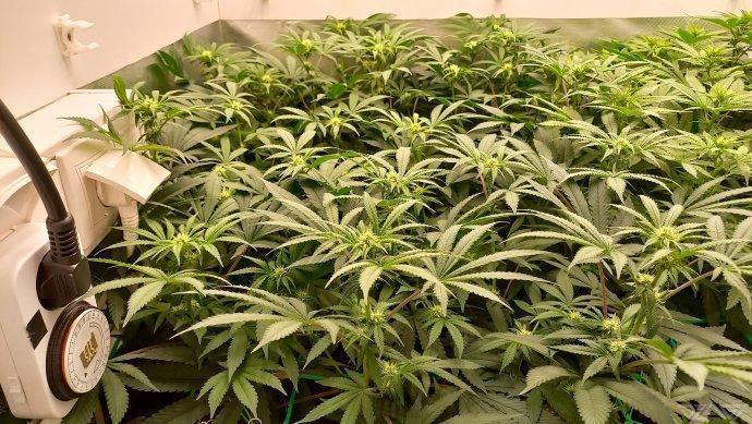 UKHTA. Fruit Gum. Week 9