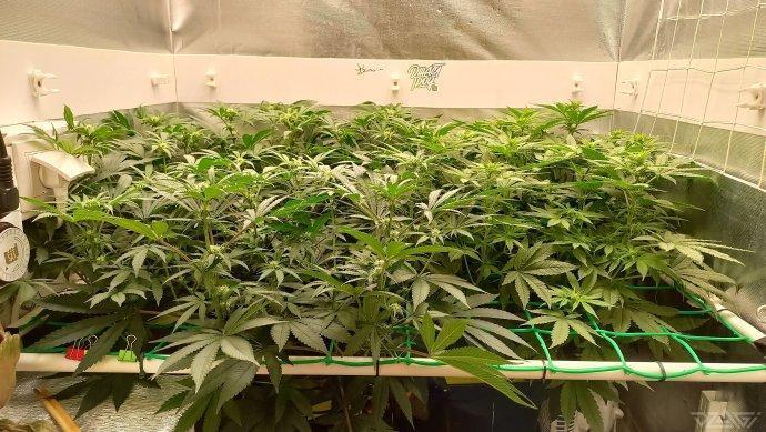 UKHTA. Fruit Gum. Week 9