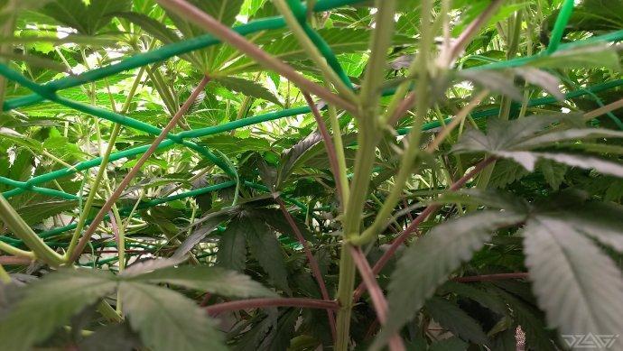 UKHTA. Fruit Gum. Week 9