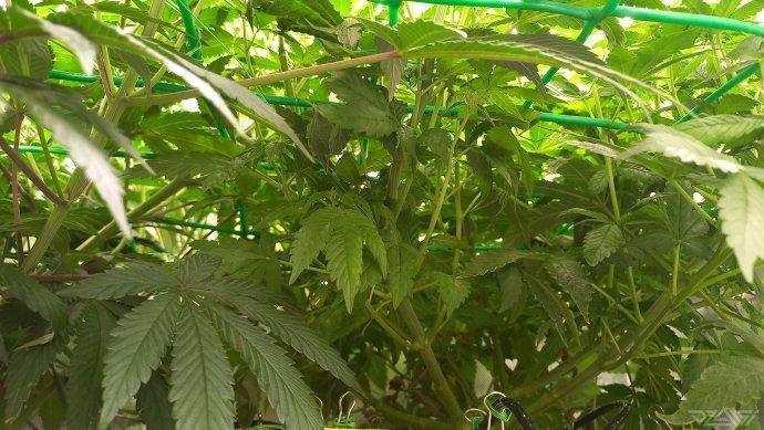 UKHTA. Fruit Gum. Week 9