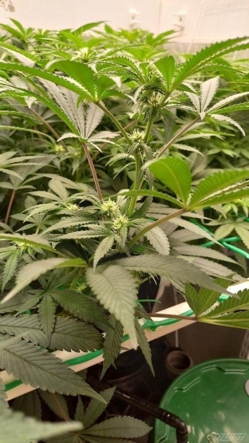 UKHTA. Fruit Gum. Week 9