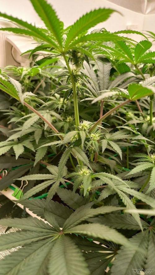 UKHTA. Fruit Gum. Week 9