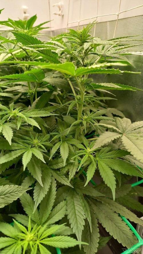 UKHTA. Fruit Gum. Week 9