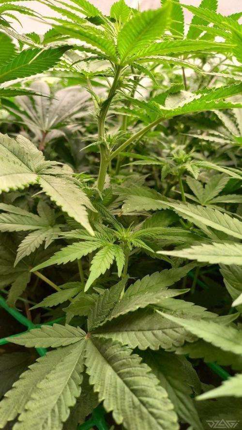 UKHTA. Fruit Gum. Week 9