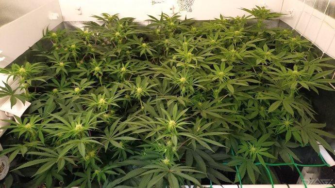 UKHTA. Fruit Gum. Week 10