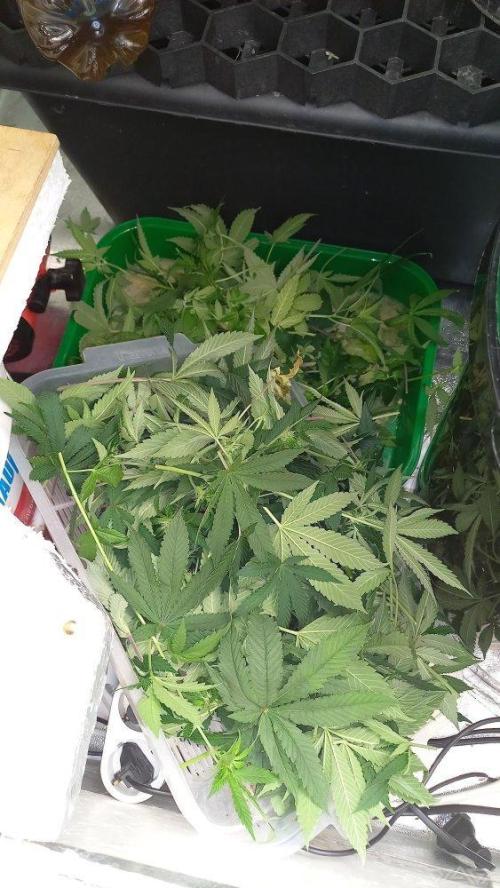 UKHTA. Fruit Gum. Week 10