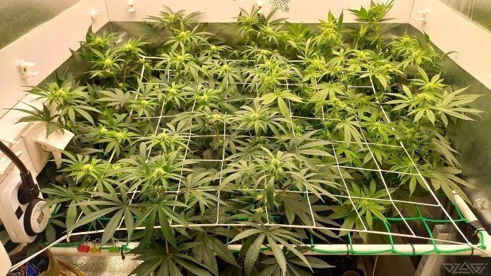 UKHTA. Fruit Gum. Week 10