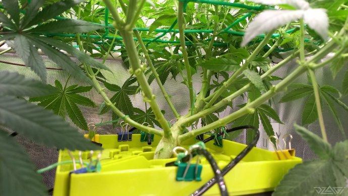 UKHTA. Fruit Gum. Week 10