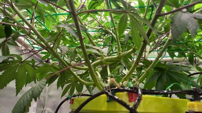 UKHTA. Fruit Gum. Week 10