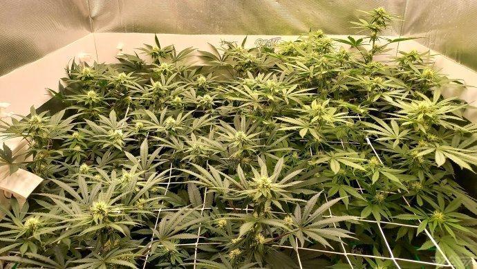 UKHTA. Fruit Gum. Week 10