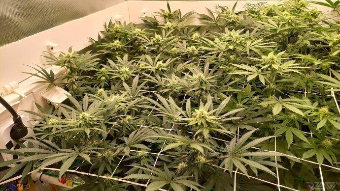 UKHTA. Fruit Gum. Week 10