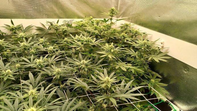 UKHTA. Fruit Gum. Week 10