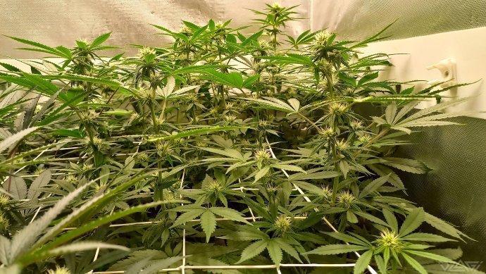 UKHTA. Fruit Gum. Week 10