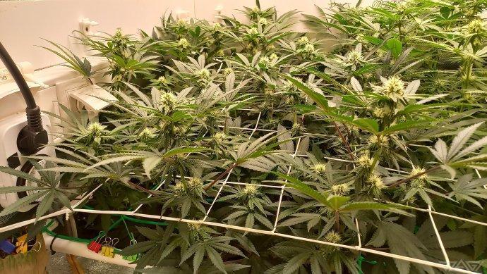 UKHTA. Fruit Gum. Week 10