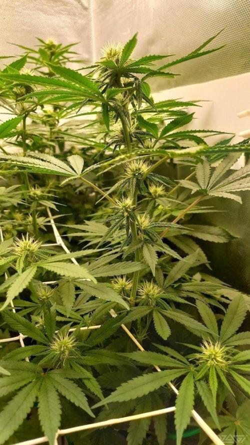 UKHTA. Fruit Gum. Week 10