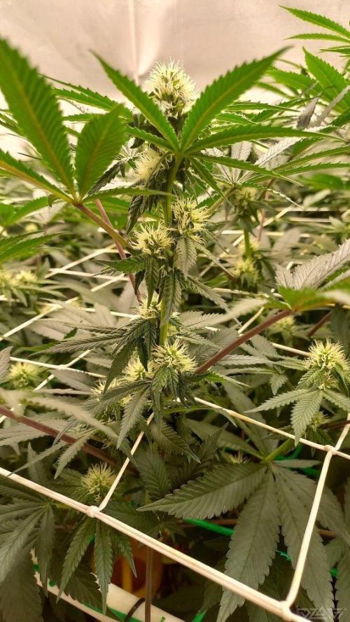 UKHTA. Fruit Gum. Week 10