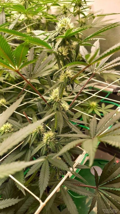 UKHTA. Fruit Gum. Week 10