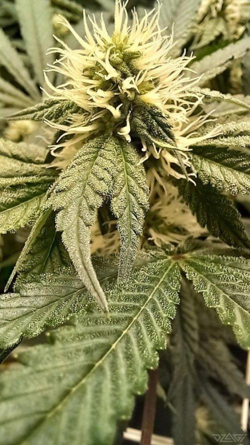 UKHTA. Fruit Gum. Week 10